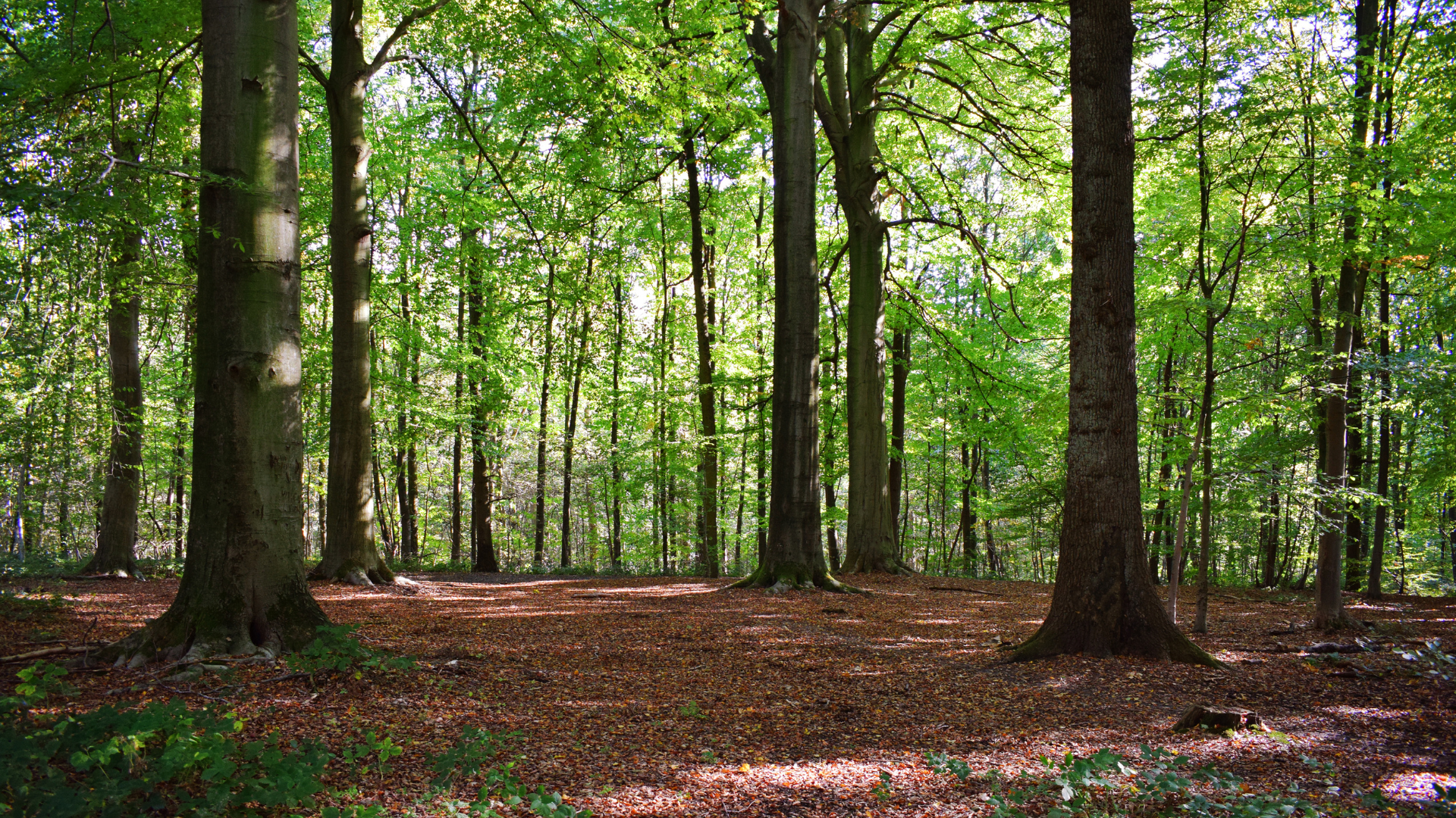 Wald Ein lichter, grüner Laubwald im Sommer mit hohen, dicken Baumstämmen und einem von braunem Herbstlaub bedeckten Waldboden, auf den Sonnenstrahlen fallen