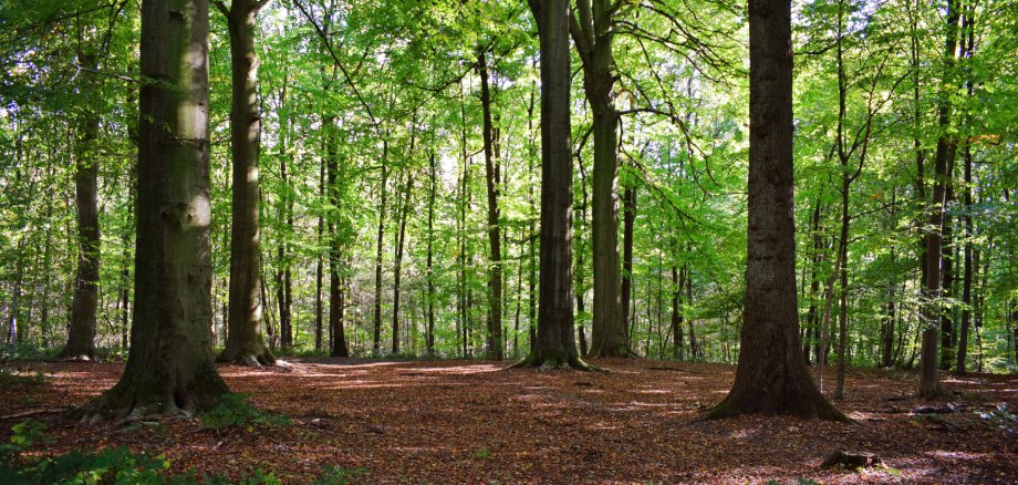 Wald Ein lichter, grüner Laubwald im Sommer mit hohen, dicken Baumstämmen und einem von braunem Herbstlaub bedeckten Waldboden, auf den Sonnenstrahlen fallen