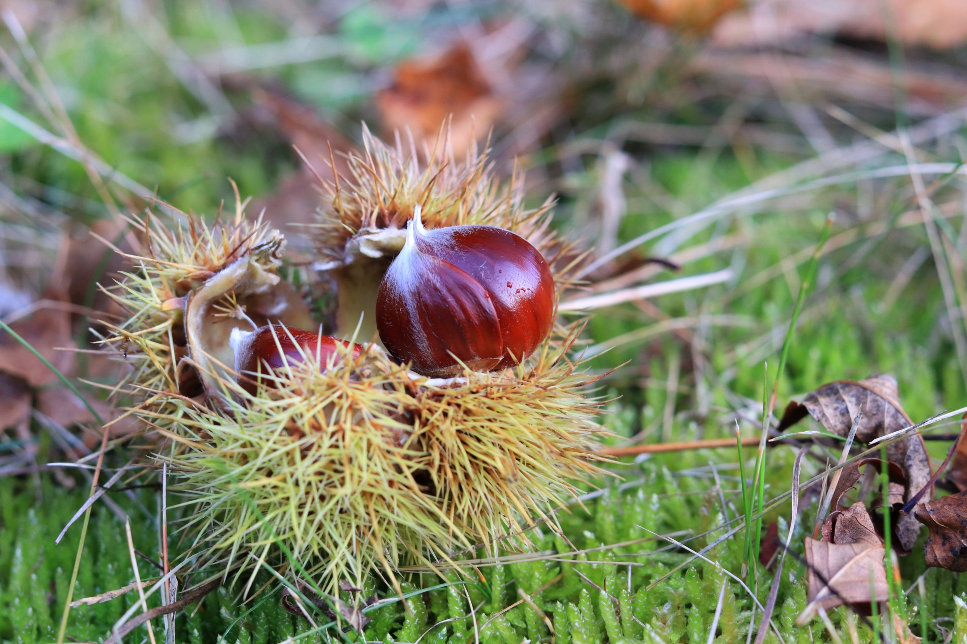 Herbstkastanien Wiese auf der Blätter und Kastanien liegen