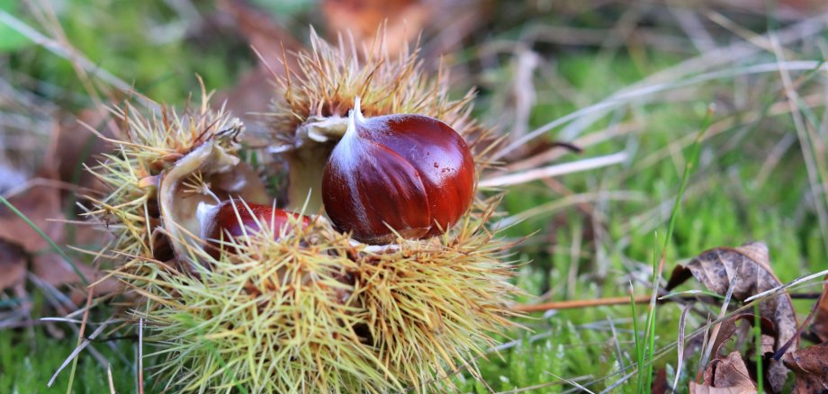 Herbstkastanien Wiese auf der Blätter und Kastanien liegen