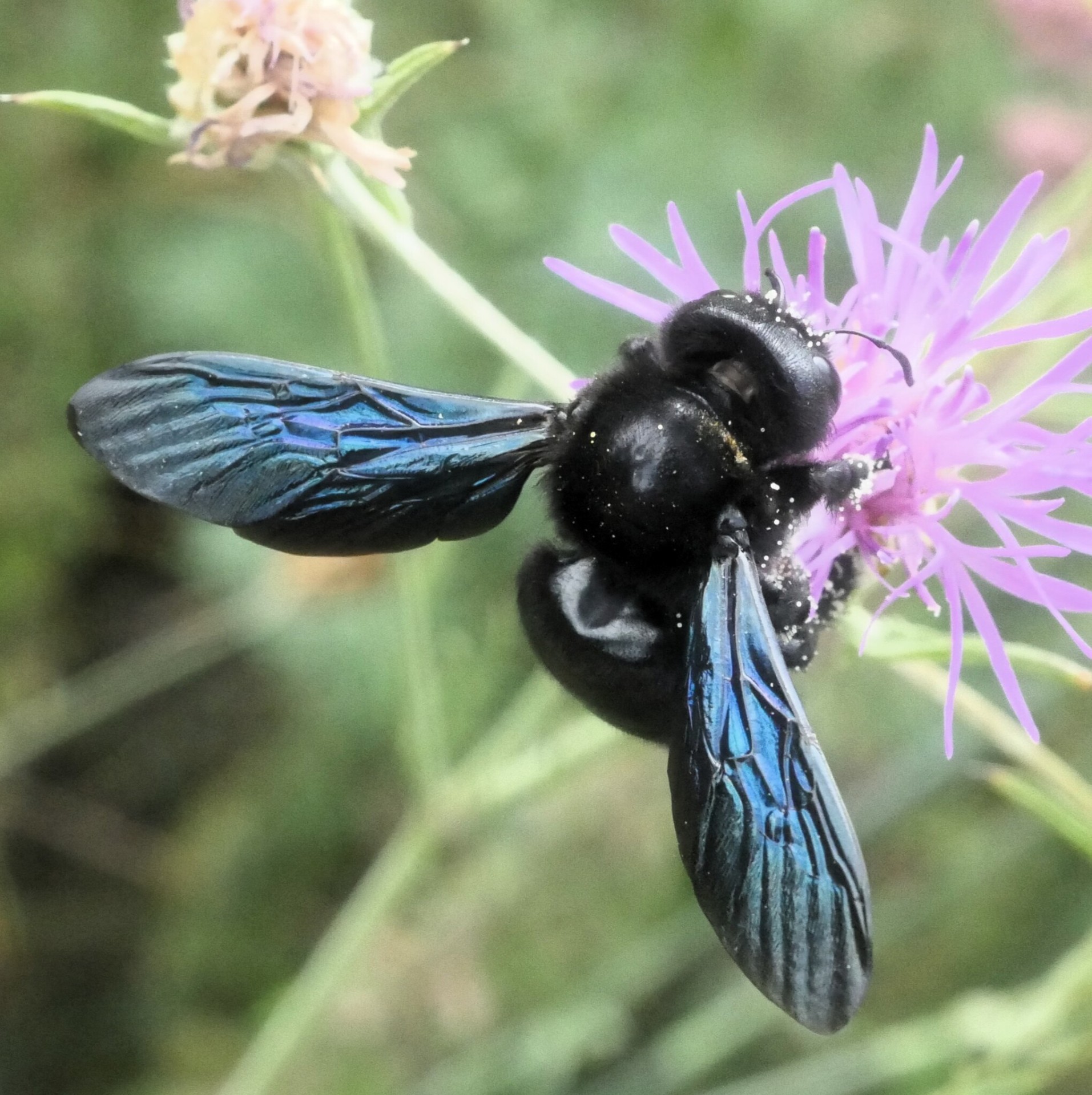 Die große Holzbiene gehört zu den zahlreichen Insektenarten, die auf dem Spielplatz in der Friedensstraße Nahrung und Lebensraum findet.