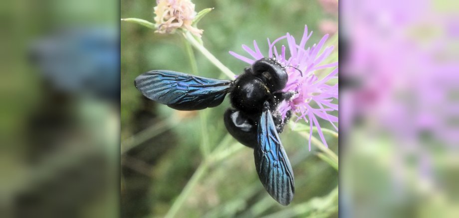 Die große Holzbiene gehört zu den zahlreichen Insektenarten, die auf dem Spielplatz in der Friedensstraße Nahrung und Lebensraum findet. Die große Holzbiene gehört zu den zahlreichen Insektenarten, die auf dem Spielplatz in der Friedensstraße Nahrung und Lebensraum findet.