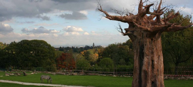Baum auf der Rechten Seite auf einer großen Wiese und auf der linken Seite ein grasendes Zebra. Im Hintergrund der Blick auf die Kronberger Burg