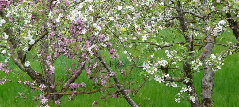 Nahaufnahme blühender Obstbäume mit weißen und lila Blüten