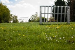 2 Fußballtore auf einer Wiese mit Löwenzahn