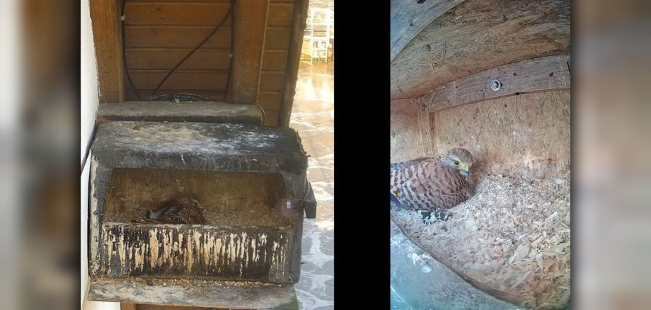 Zwei Kameras streamen das Brutgeschäft aus dem Nistkasten an der Kläranlage via Youtube rund um die Uhr ins Netz.