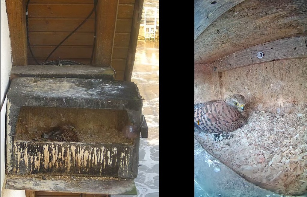 Zwei Kameras streamen das Brutgeschäft aus dem Nistkasten an der Kläranlage via Youtube rund um die Uhr ins Netz.