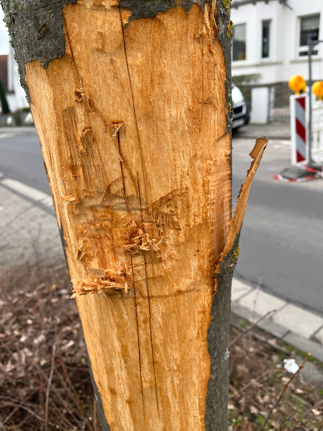 Unbekannte haben ein großes Stück der Baumrinde offensichtlich mutwillig entfernt und die Linde damit so massiv beschädigt, dass sie gefällt werden muss.