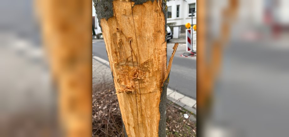 Unbekannte haben ein großes Stück der Baumrinde offensichtlich mutwillig entfernt und die Linde damit so massiv beschädigt, dass sie gefällt werden muss.